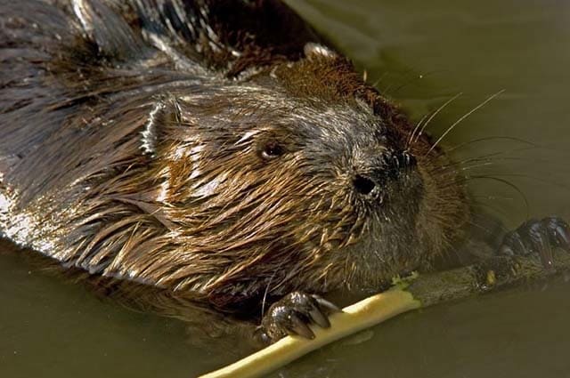 Biber knabbert an Ast