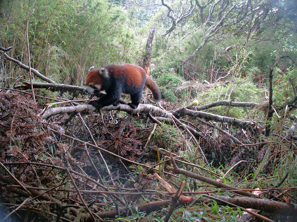Panda rosso su un albero caduto