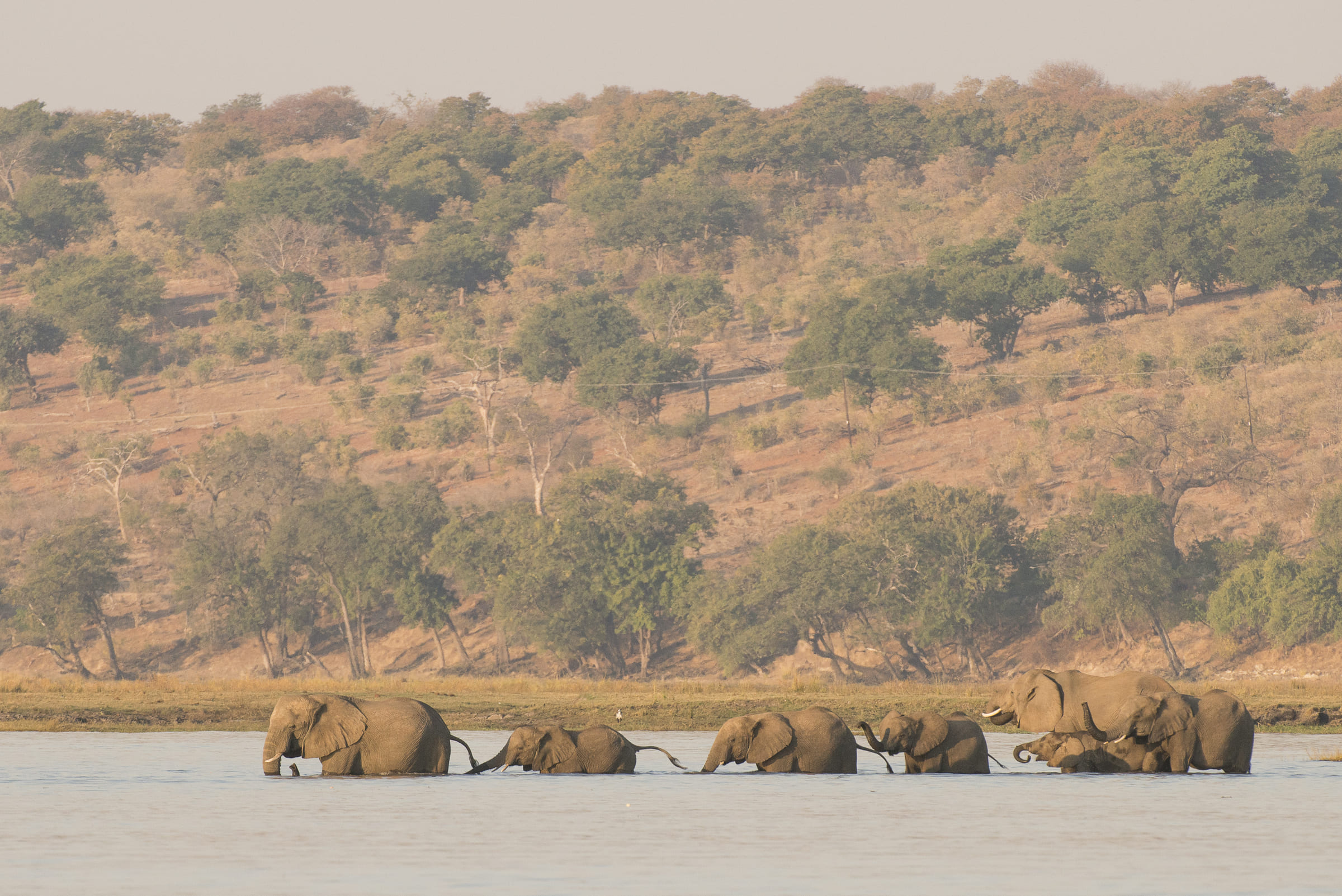 Afrikanische Elefanten durchqueren einen Fluss