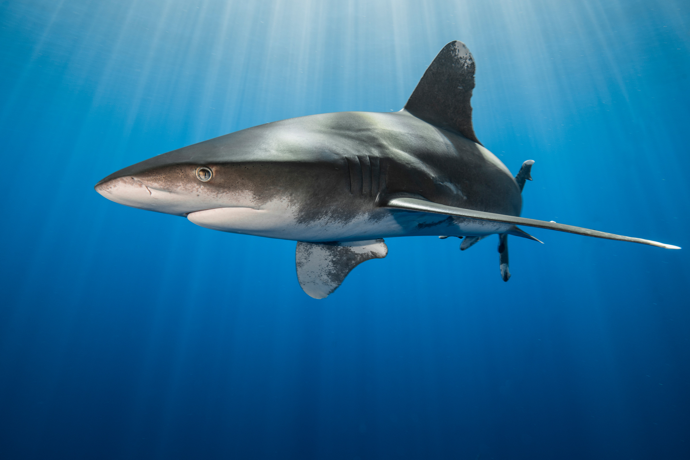 Weissspitzen-Hochseehai