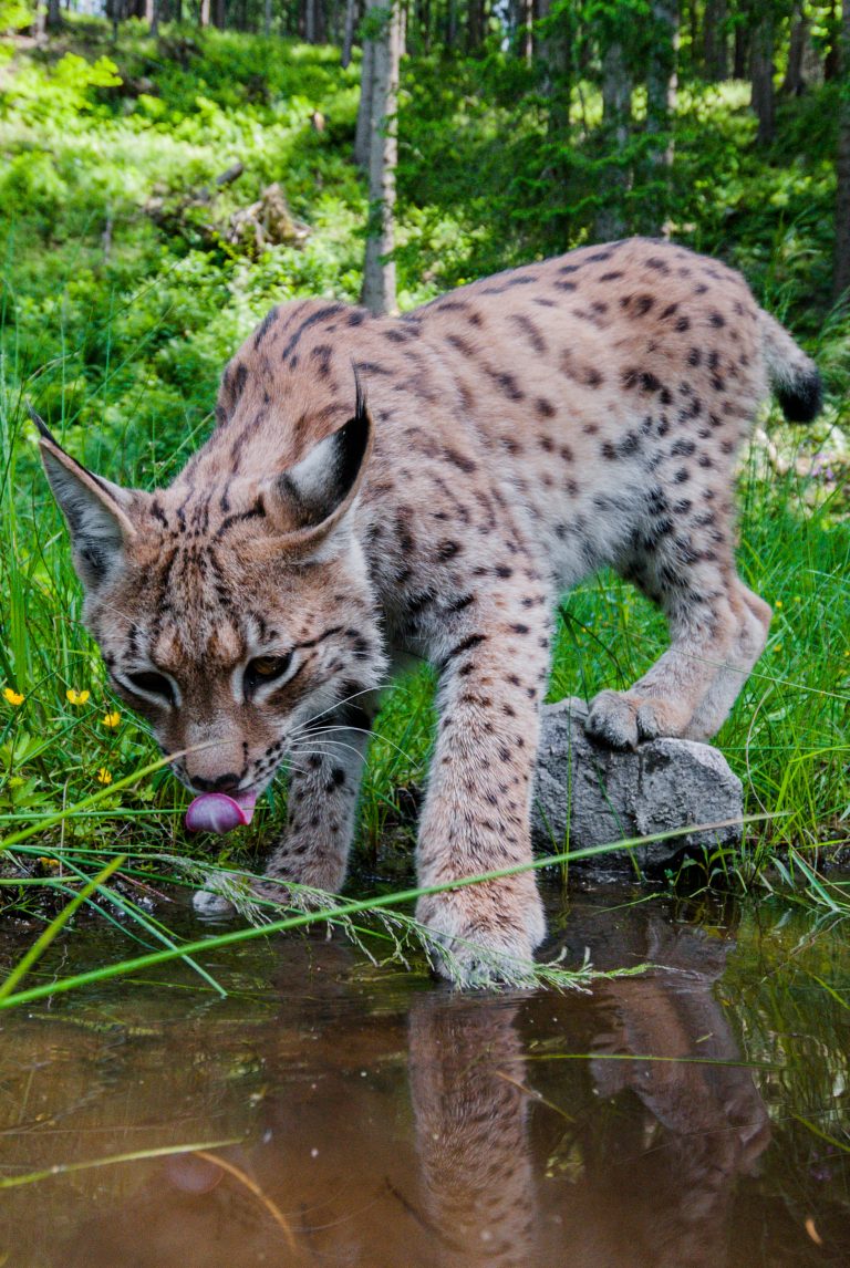 Eurasischer Luchs trinkt Wasser