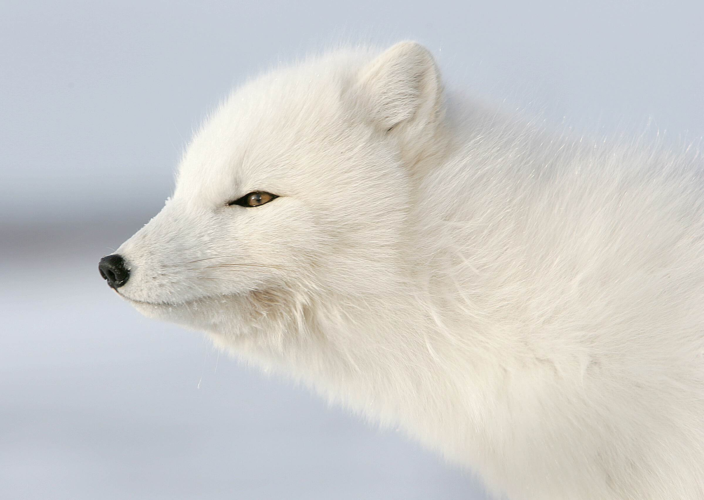 Polarfuchs