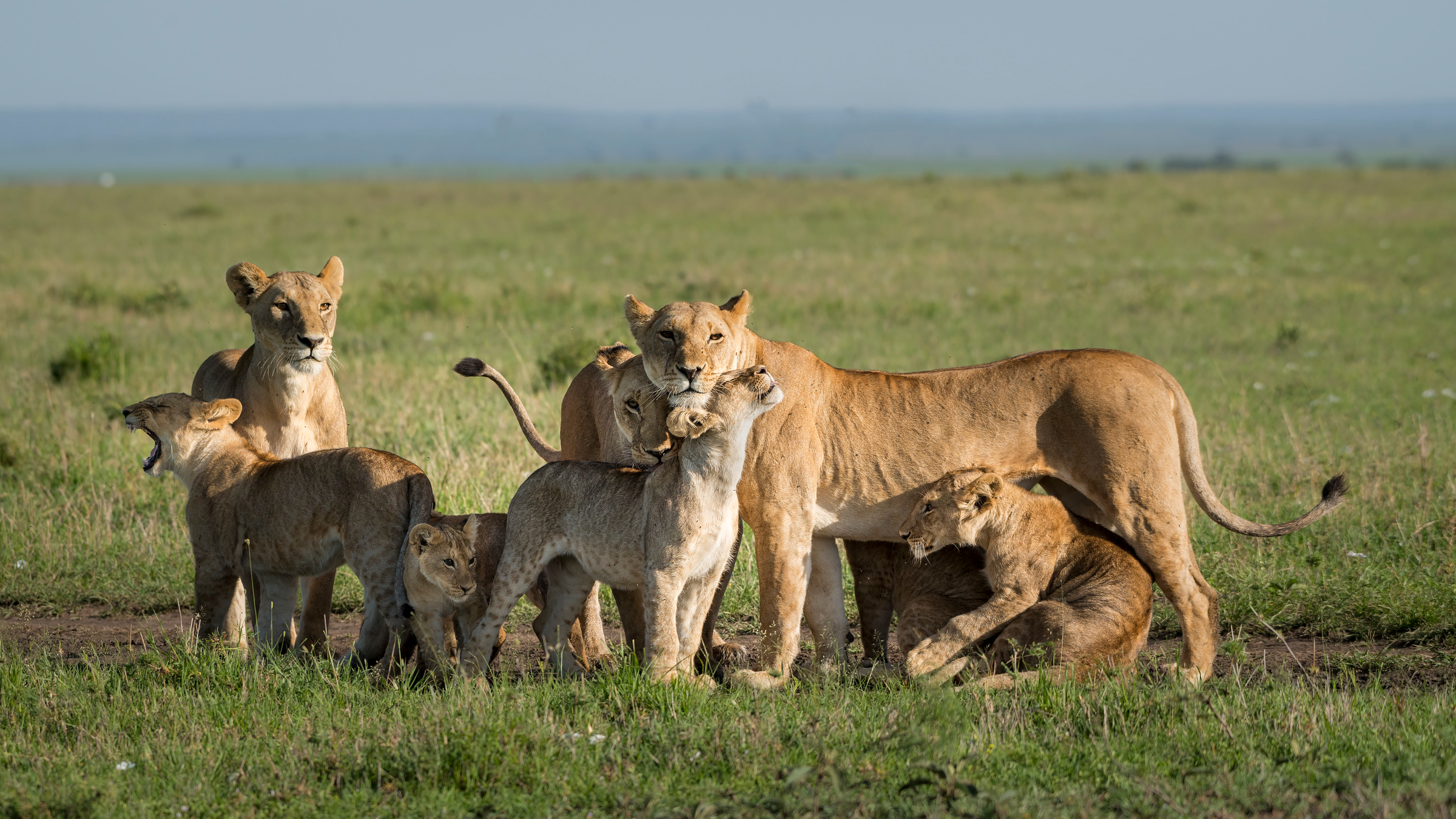 Eine afrikanische Löwenfamilie in Kenya.