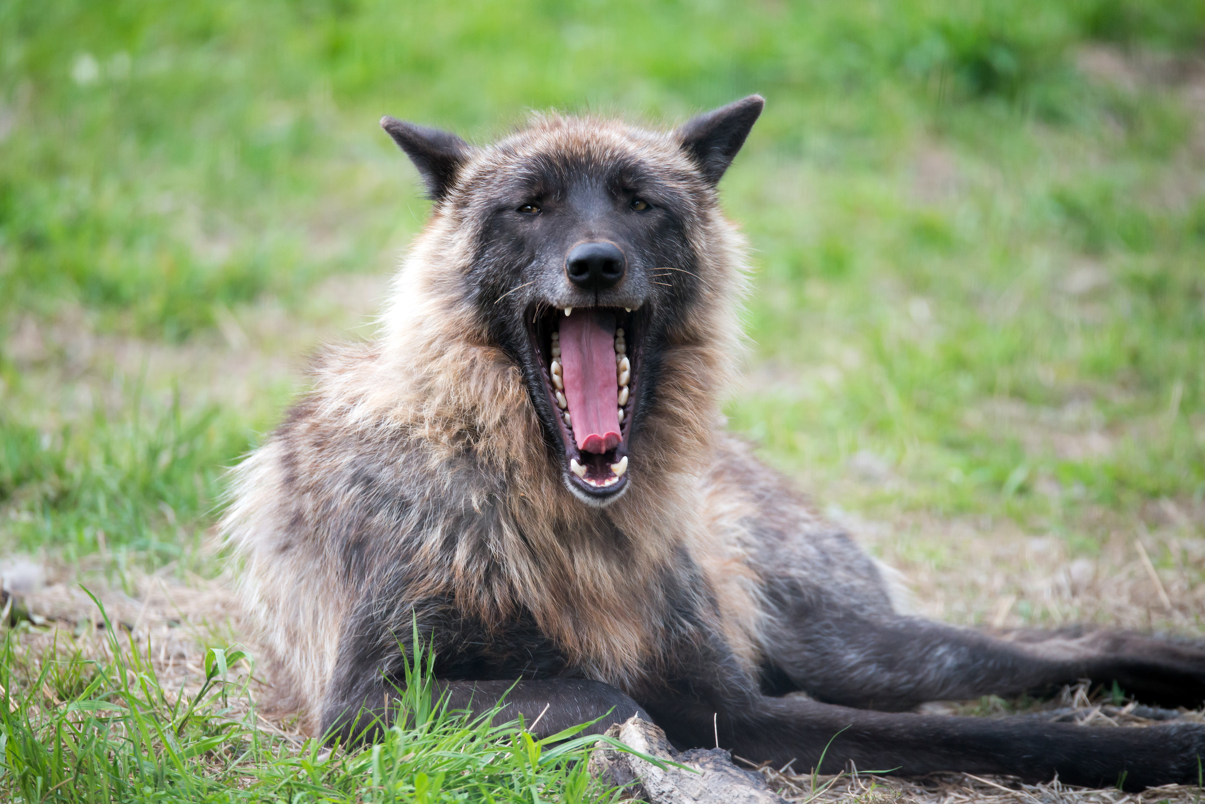 Un lour gris baille.