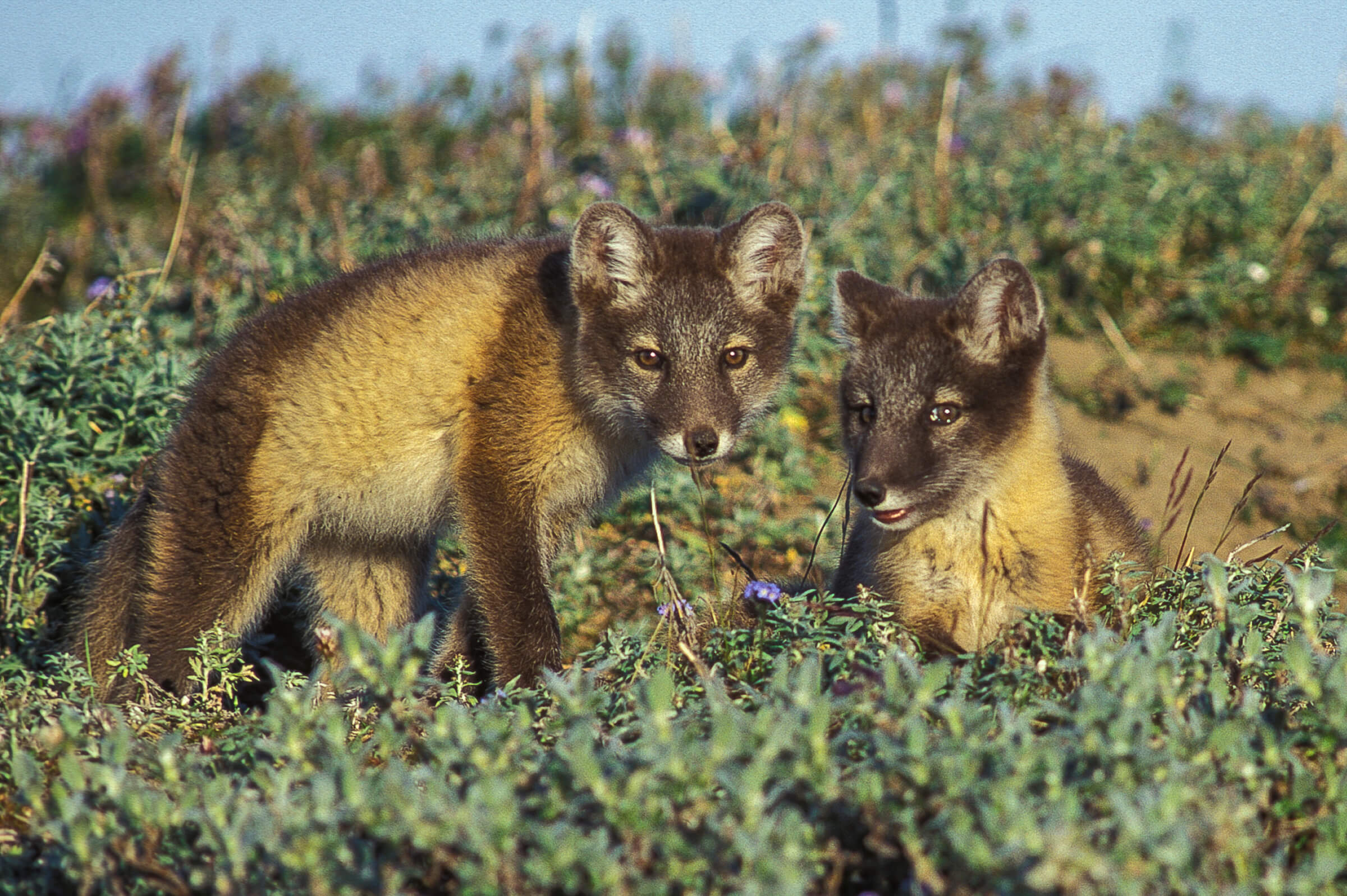 Zwei junge Polarfüchse im Sommerfell