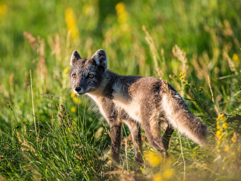 Polarfuchs im Sommerfell
