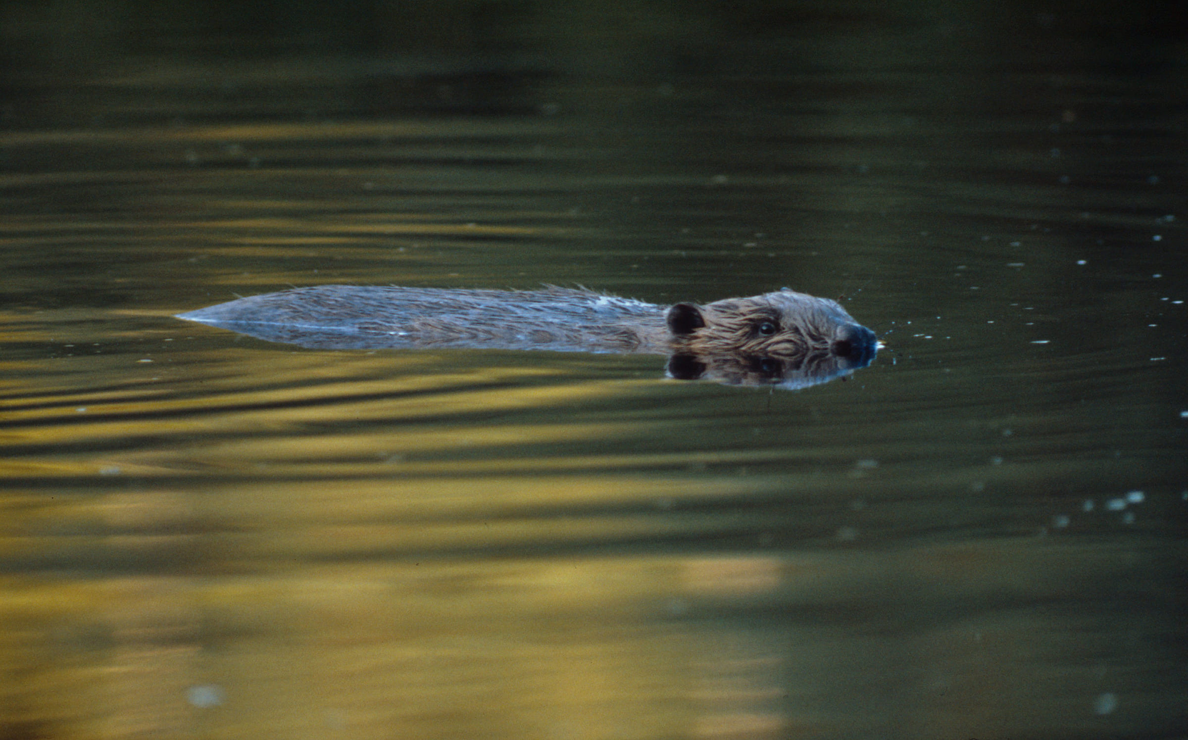 Un castor en train de nager