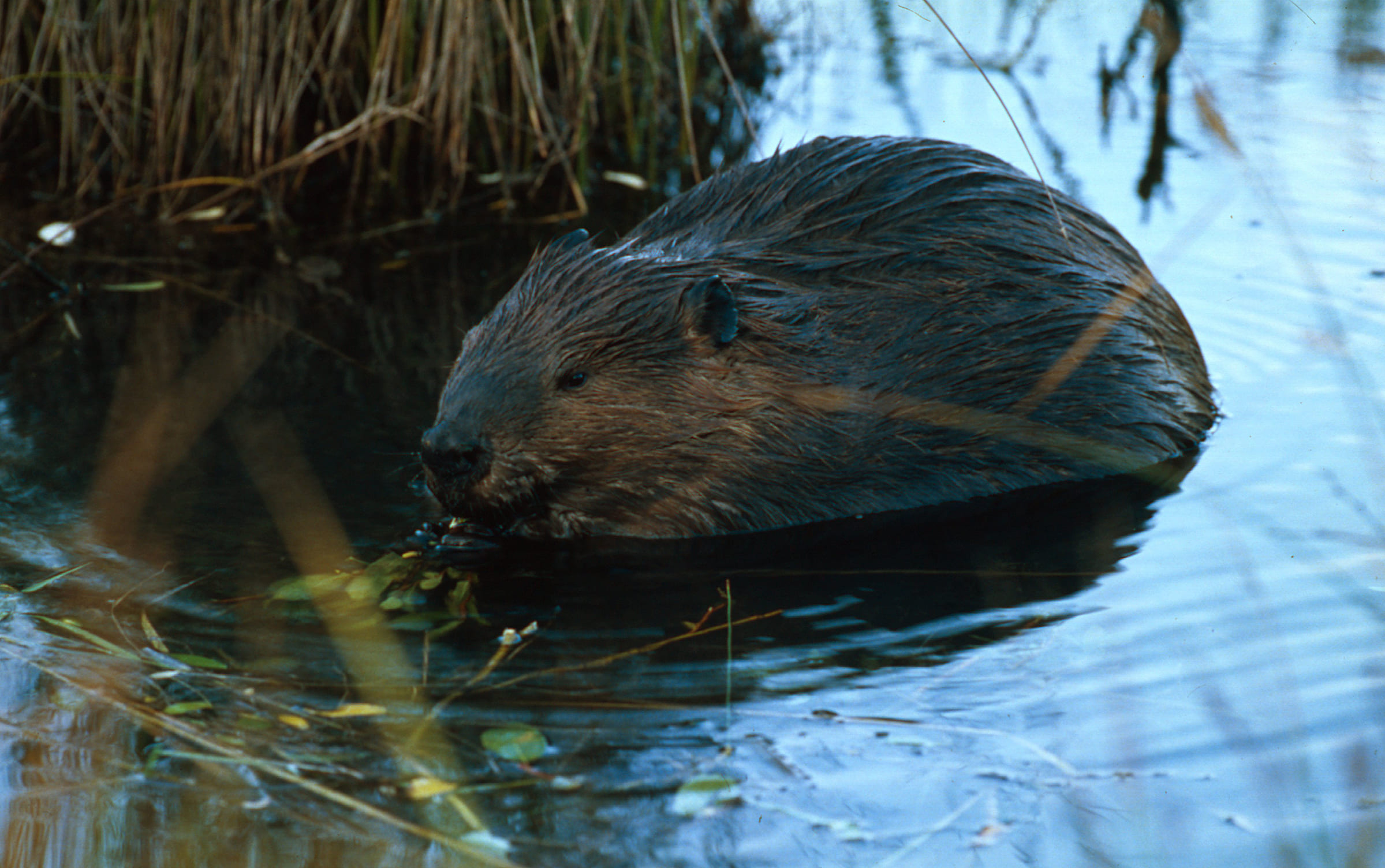Un castor dans une rivière