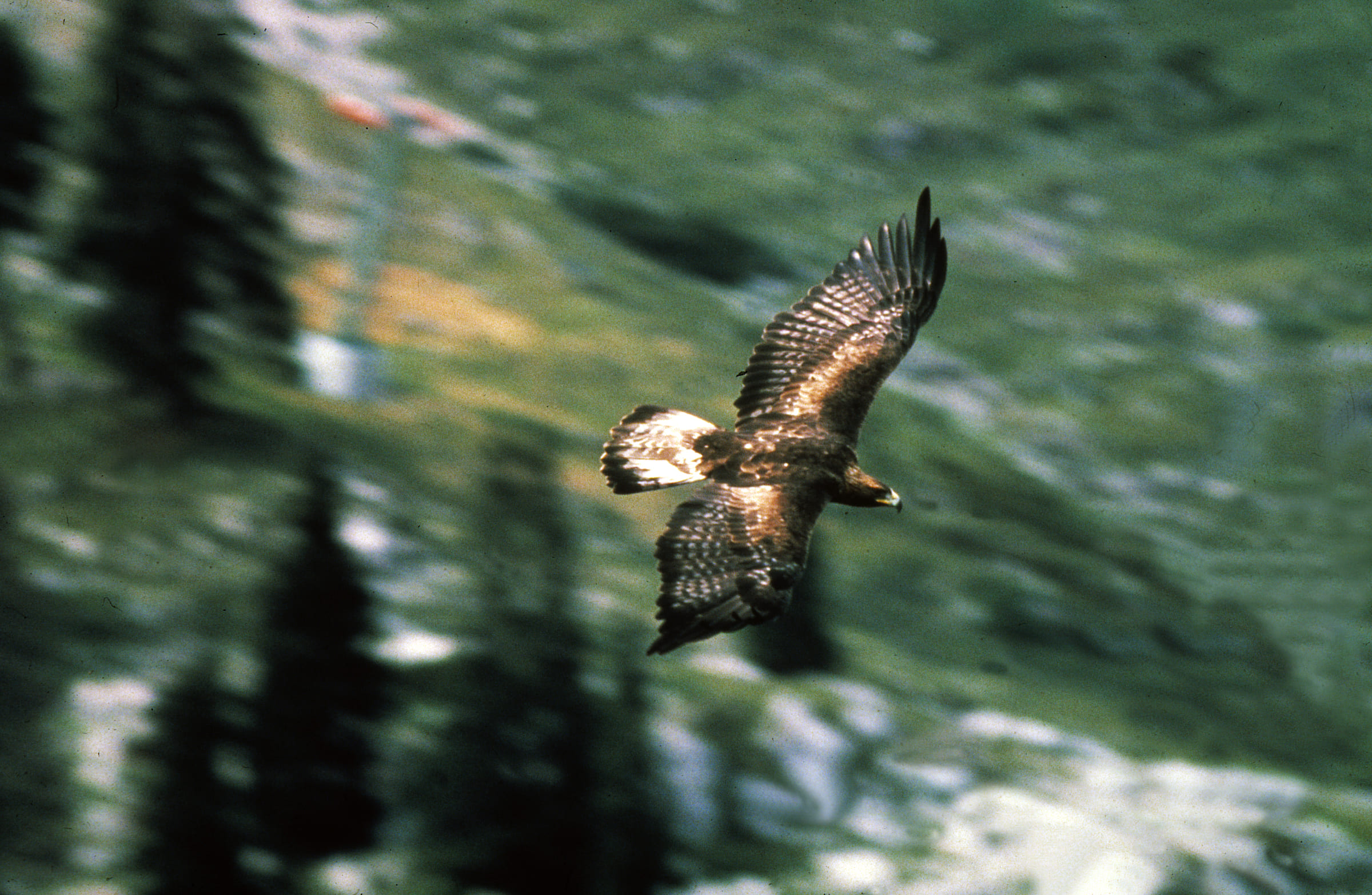 Aquila reale in volo