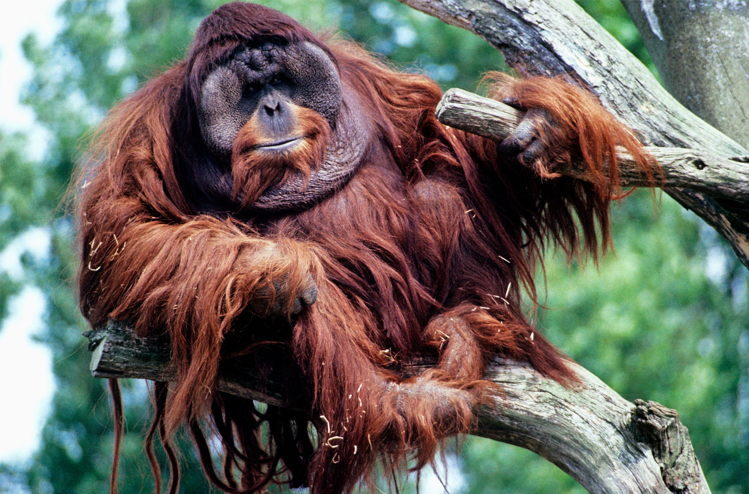 Orang-Utan-Männchen