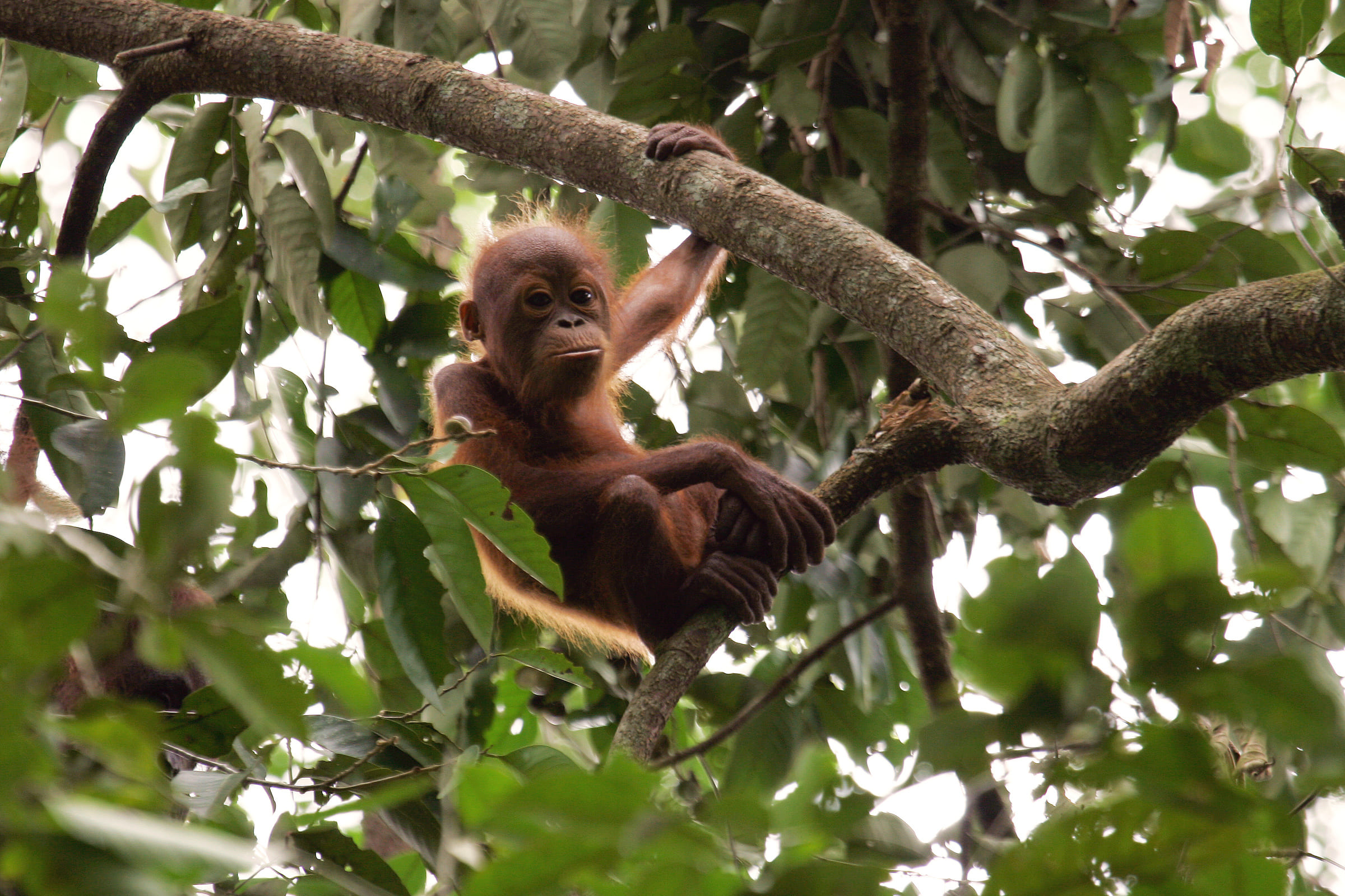 Orang-Utan-Jungtier im Baum