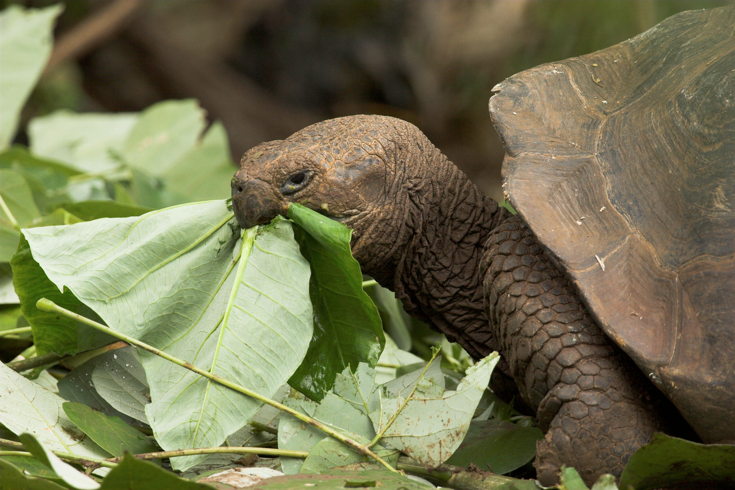Tortue Géante des Galapagos