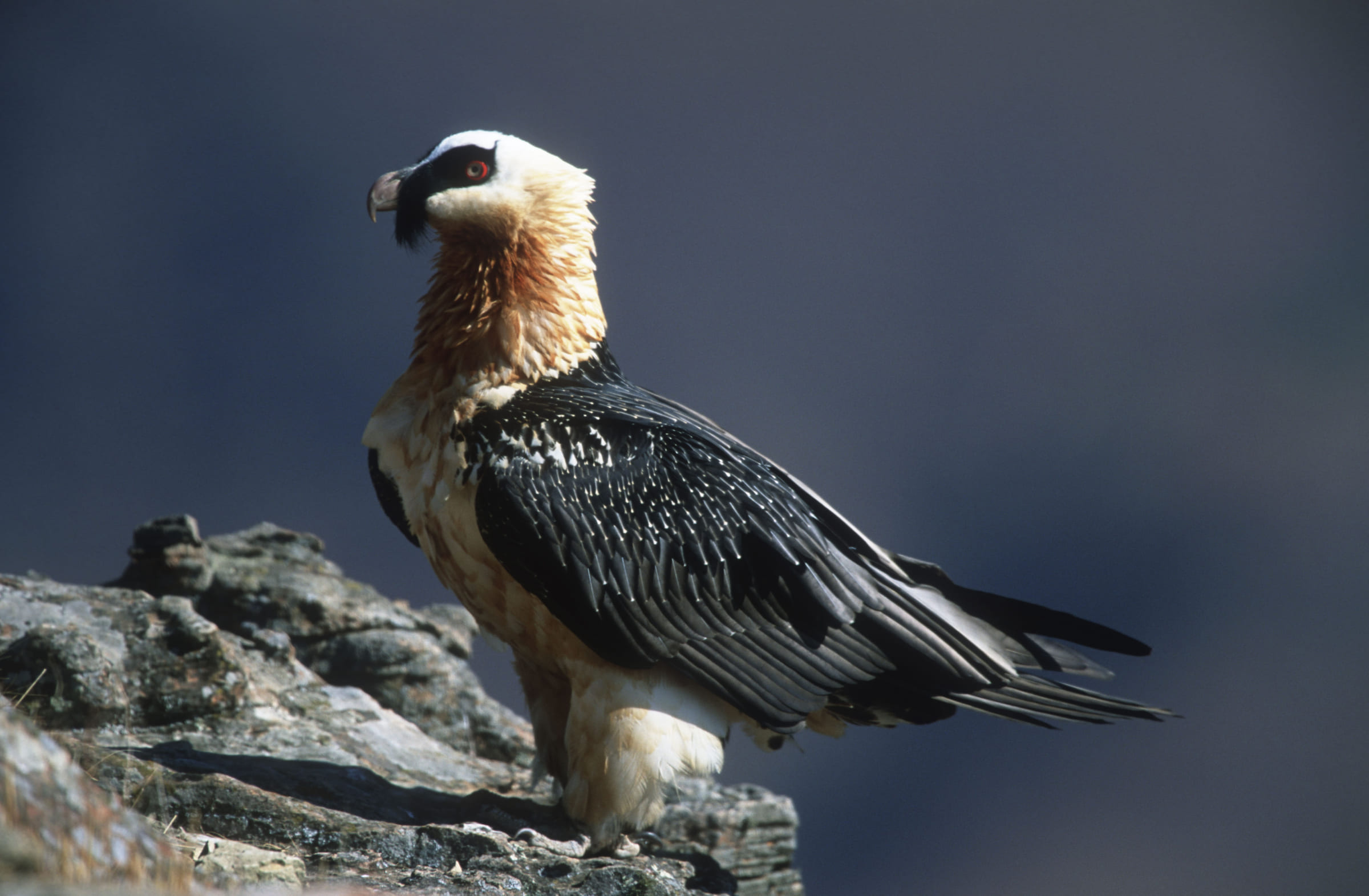 Un gypaète sur un rocher