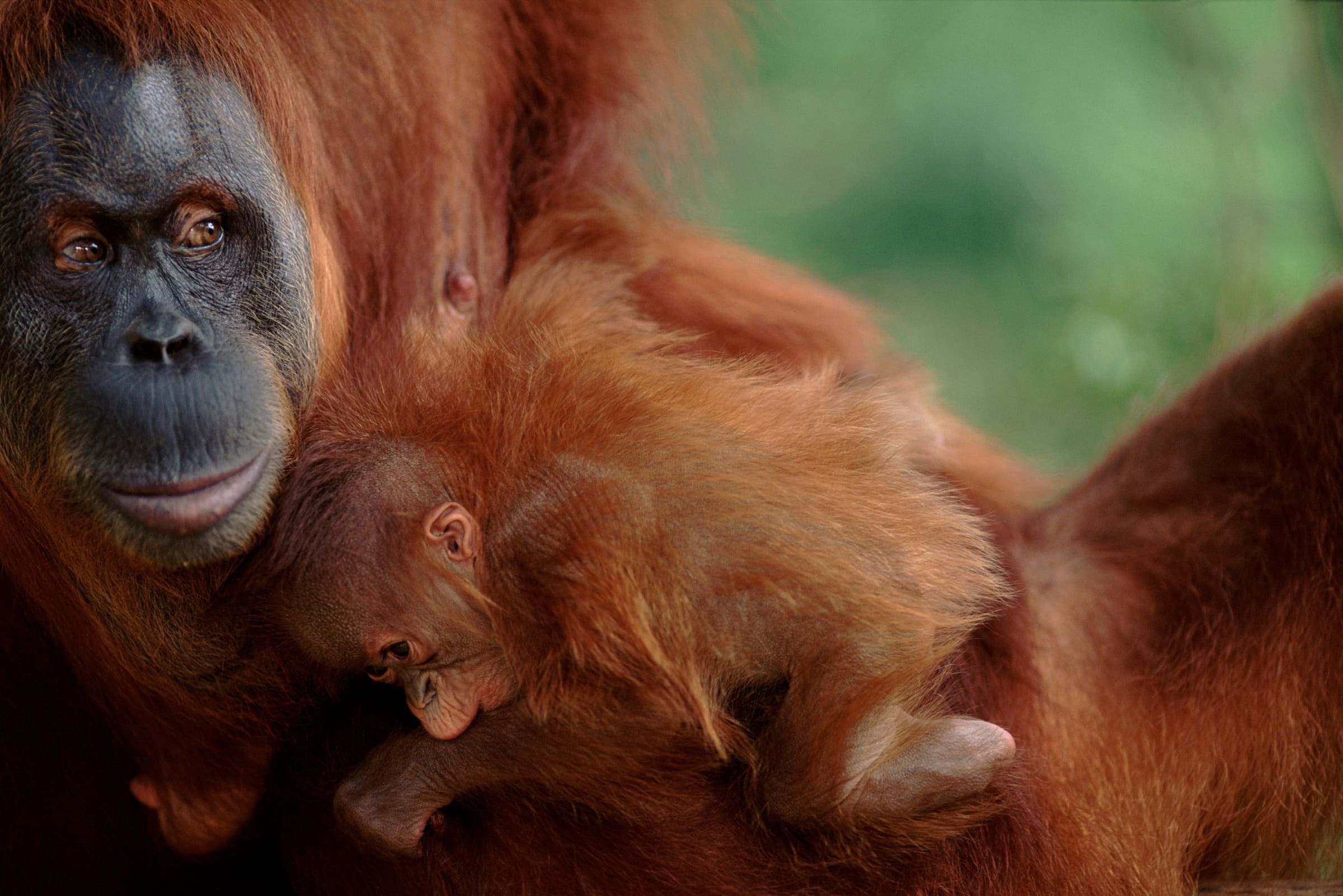 Orang-Utan mit Jungem