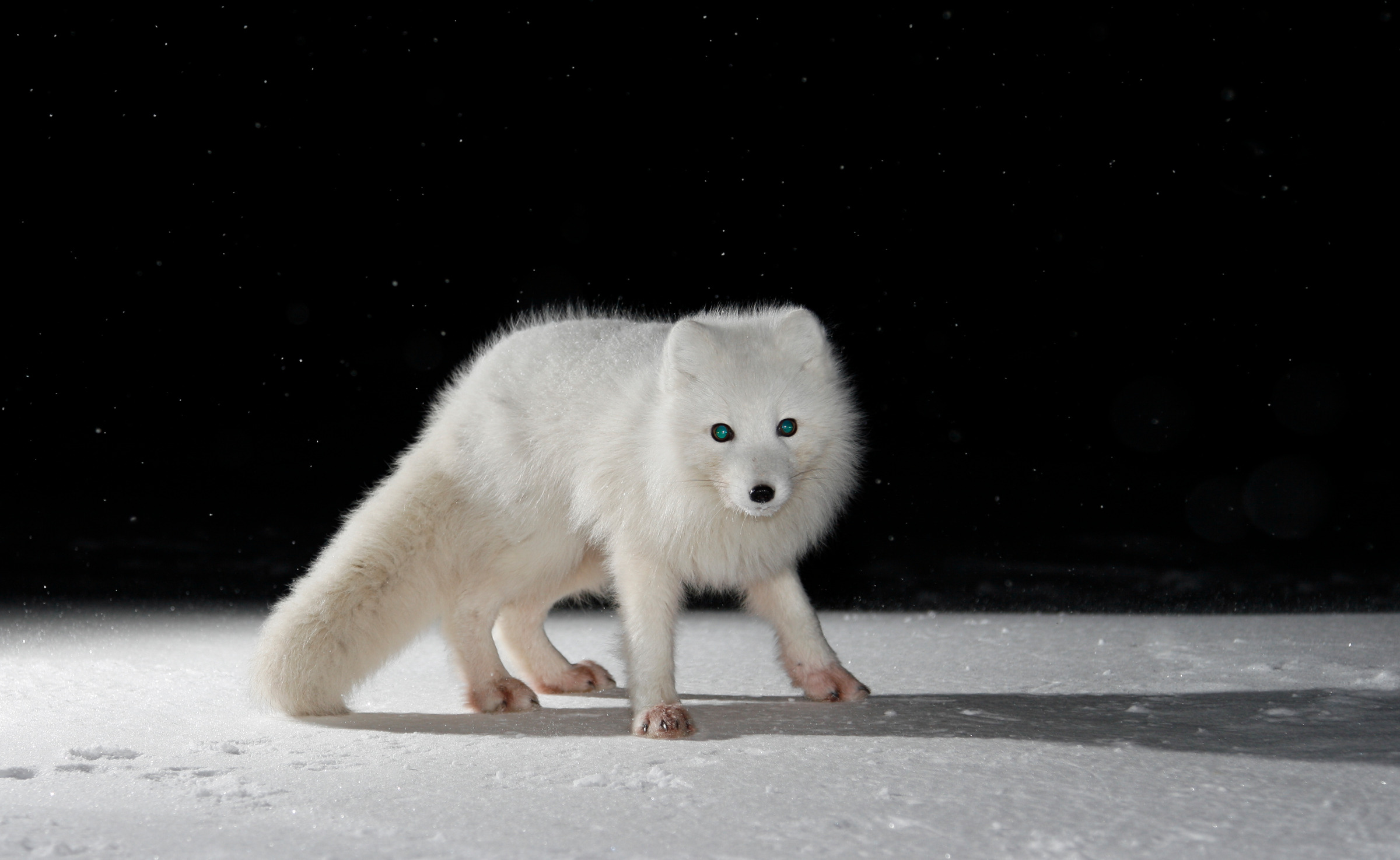 Polarfuchs in Russland