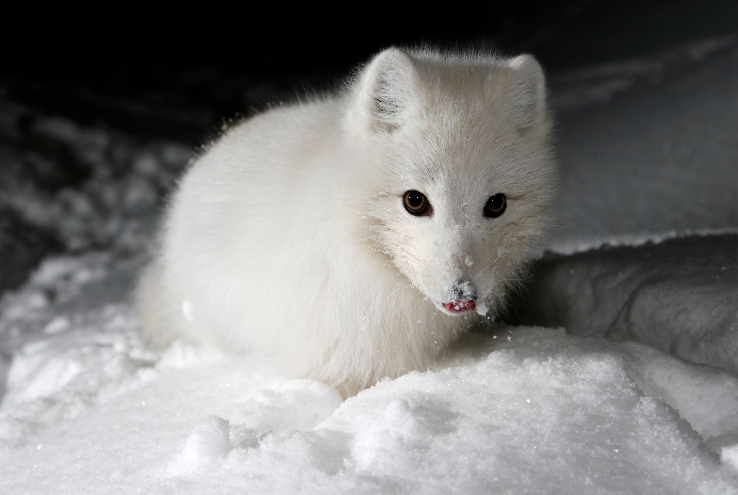 Polarfuchs