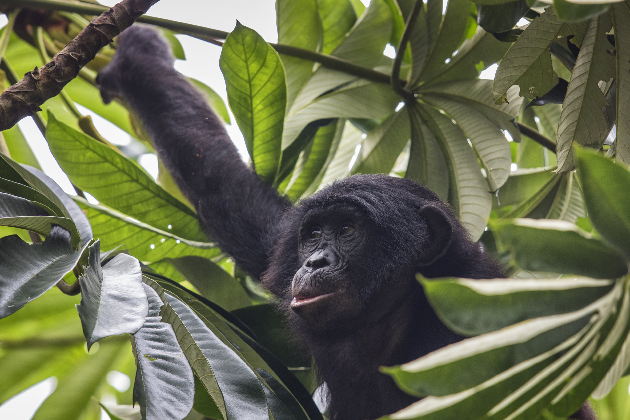 Bonobo im Baum