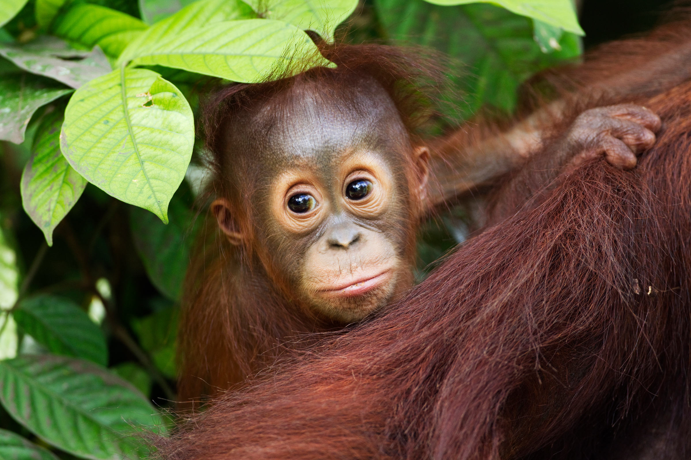 Borneo-Orang-Utan