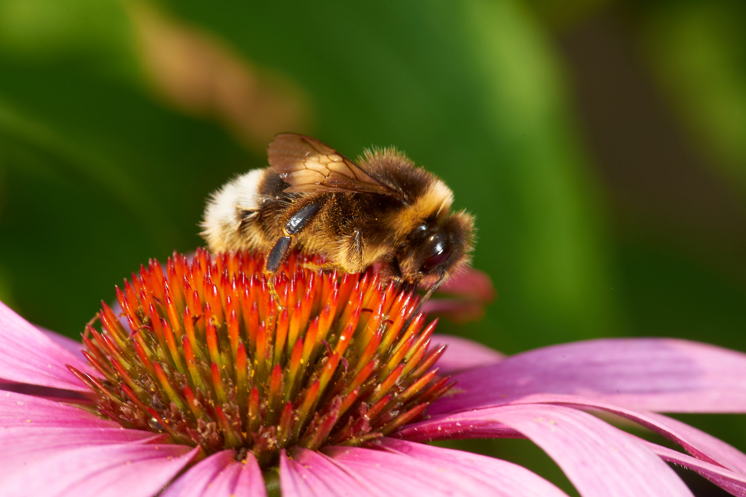 Hummel auf Purpur-Sonnenhut