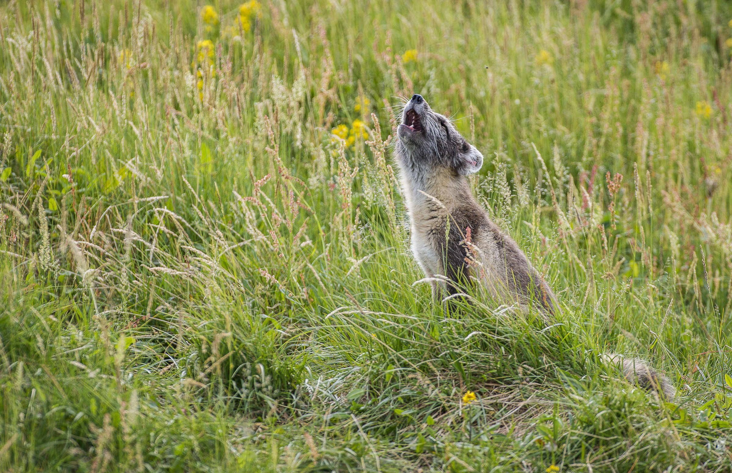 Heulender Polarfuchs