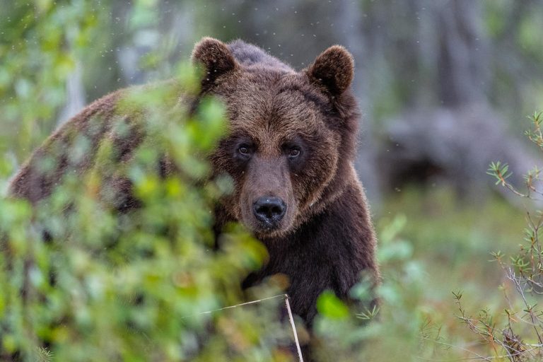 Braunbär in Finnland.