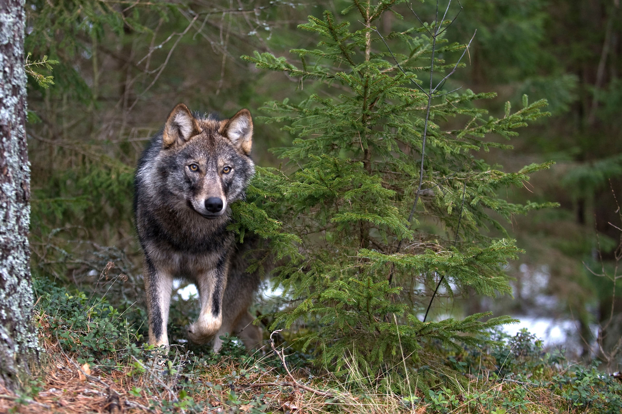 Grauer Wolf in Russland